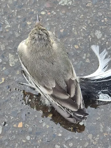 雨粒と鳥の哀愁