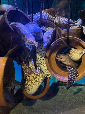 ウツボたちの、秘密の隠れ家