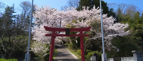 桜に囲まれて、鳥居も春爛漫