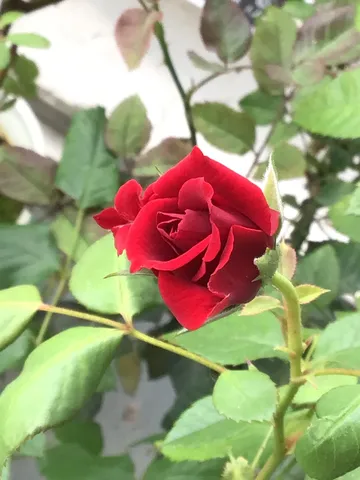 深紅のバラ、蕾の美しさ