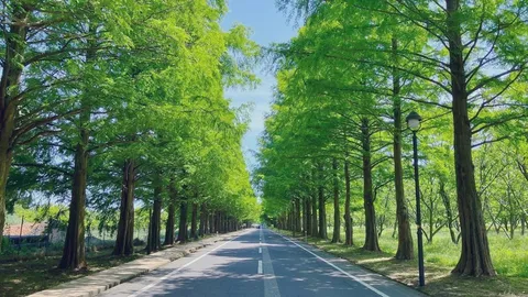 爽やかな並木の回廊
