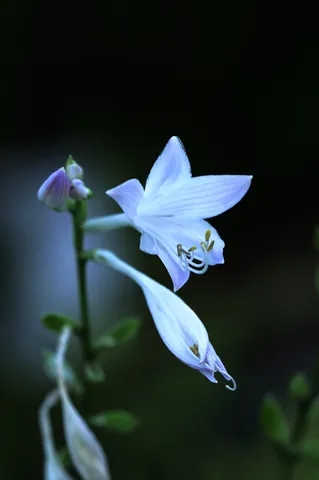 青の花に誘われる静寂
