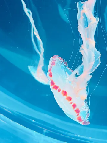 青い海に漂うクラゲの神秘