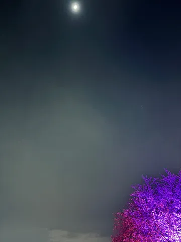 幻想郷の夜桜