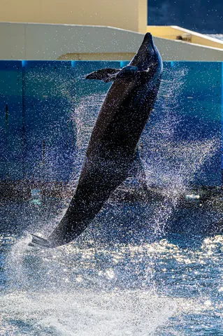 躍動する水しぶき、イルカのショー