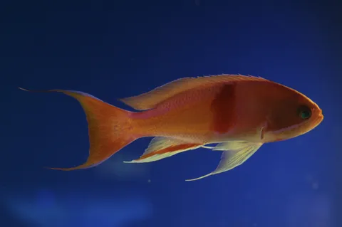 エメラルドの瞳が輝く魚