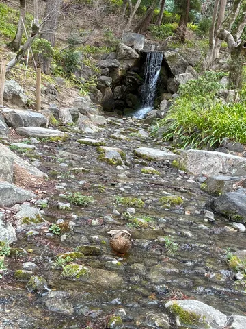 静寂の小川と水鳥