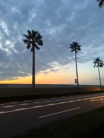 ヤシの木のシルエットと夕焼け道