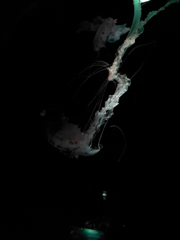 深海から現る、幻想的なクラゲの舞