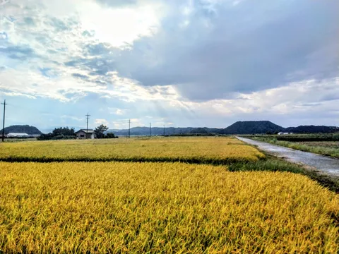 黄金の田園と光の道