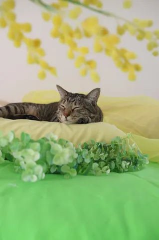 日向ぼっこ猫、春のお昼寝