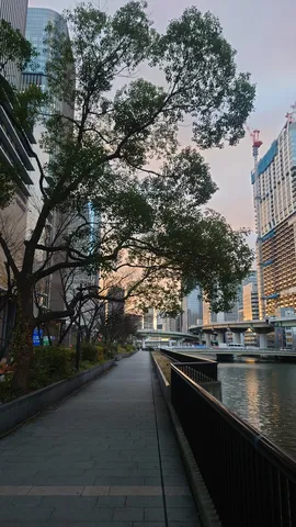 都会の並木道、夕暮れの静けさ