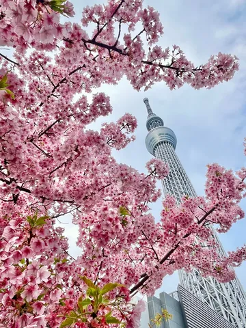 桜が彩る天空の塔