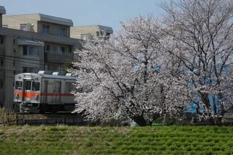 春の訪れ、電車と桜