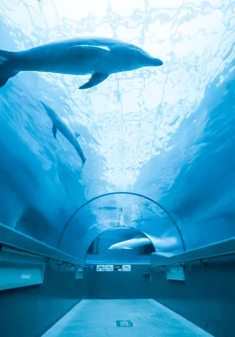 水中トンネルの光と泳ぐ影