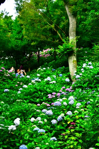 緑深き紫陽花の隠れ里