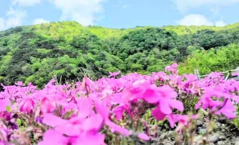 ピンクのお花畑と緑の山々
