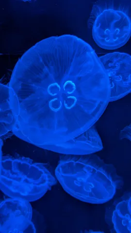 蒼い光に包まれた、くらげの海