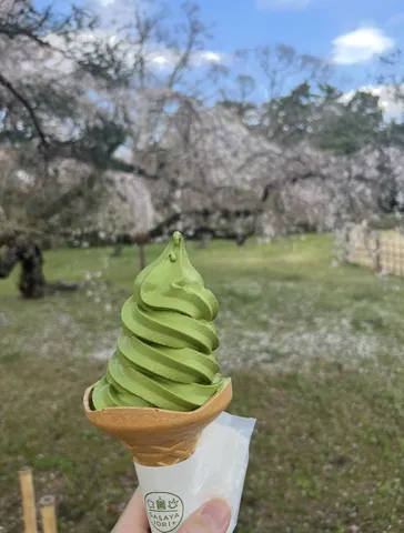 春色抹茶ソフトと桜景色