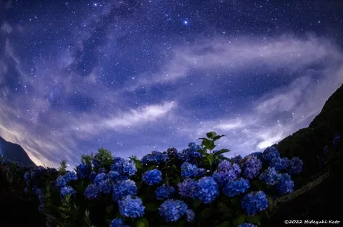 紫陽花と煌めく星空