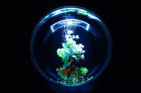 金魚鉢の中のワンダーランド