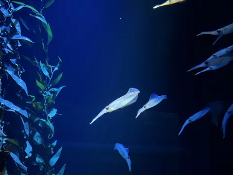 深海を漂う光の群れ