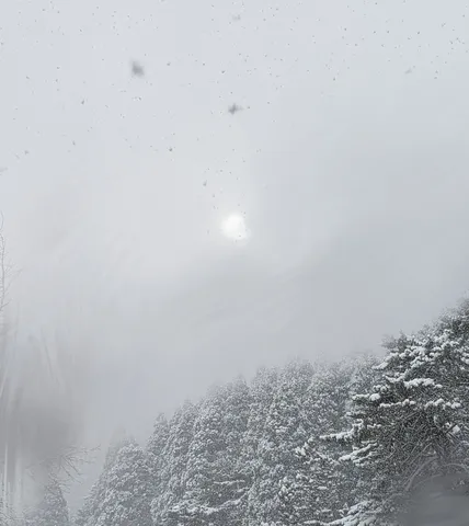 雪化粧の森、かすむ陽光
