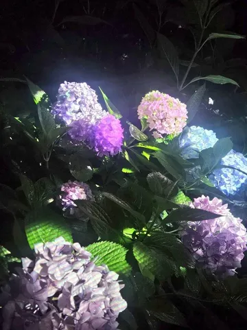 夜に咲く、妖精の魔法