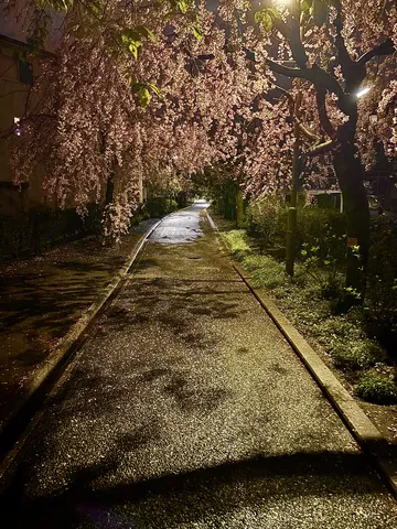 桜道