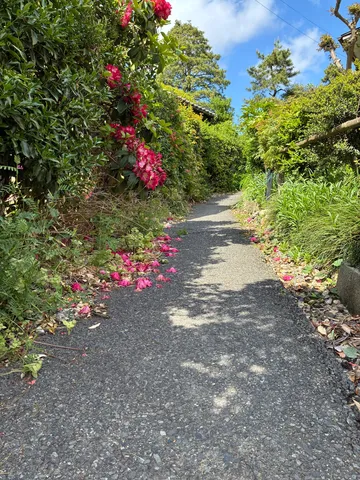 新緑に彩られた道、足元に散る花びらの彩り