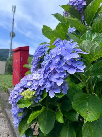 紫陽花と電波塔、時々ポスト