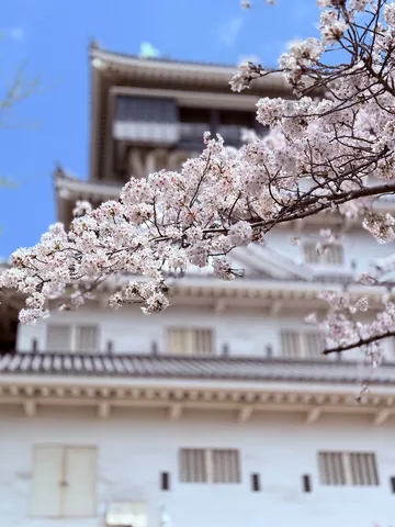 白壁に映える桜、古城の春