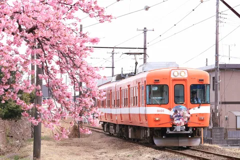 春色に染まる鉄路を走る列車