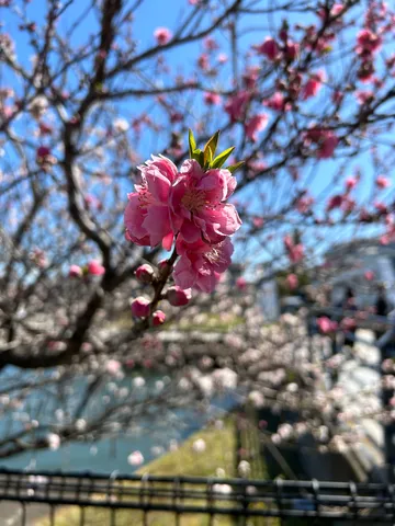 陽光きらめく、可憐な花