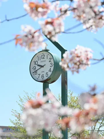 桜に包まれたSEIKO