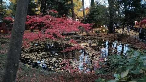 紅葉