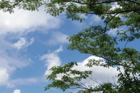空を舞う鳥と緑の葉