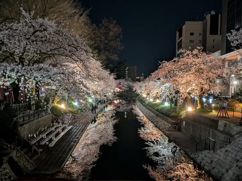 夜桜と水面の幻想的なリフレクション