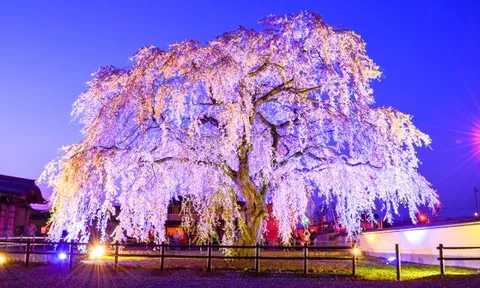 夜桜ド派手ライトアップ、主役のオーラがすごい！