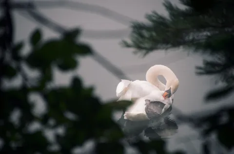 白鳥、羽根を休める