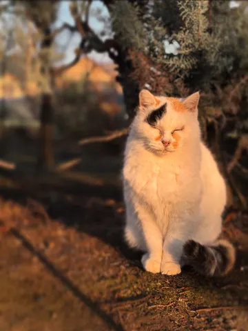 木漏れ日と猫、穏やかな時間