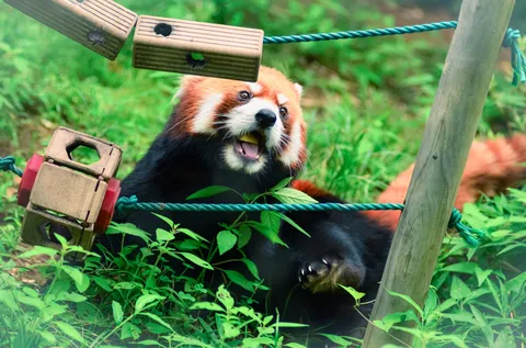 ぱくっと！レッサーパンダの瞬間