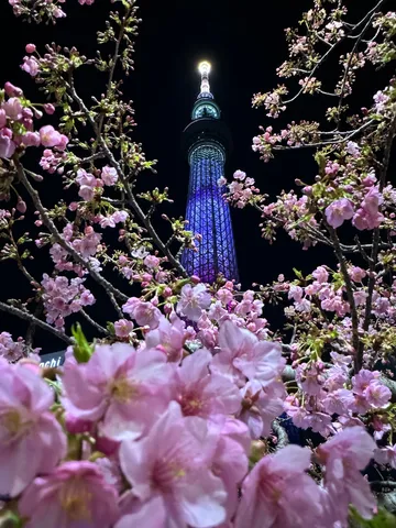 夜桜と青く光る塔