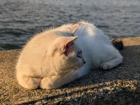 海辺でうたた寝、猫さんのまどろみタイム