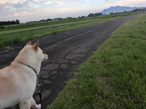 風と犬と、どこまでも続く道