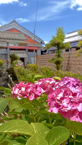 初夏を彩る紫陽花と古民家