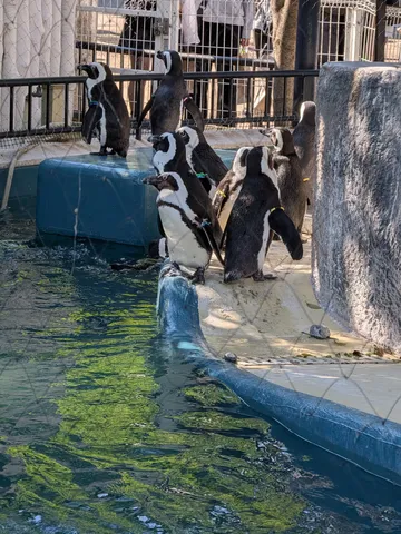ペンギンたちの集会