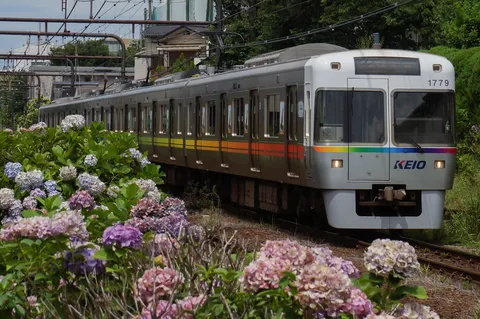 紫陽花と虹色の電車