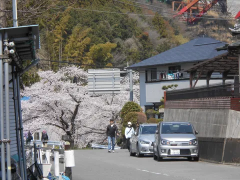 満開の桜と静かな日常