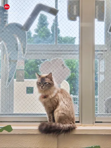 窓辺の賢者、猫様